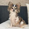 von_the_lovley_chihuahua