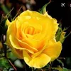 huethu789