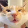 kittycat_551