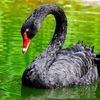 black_swan101010