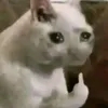 kalbssszzz