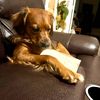 genesisthepup