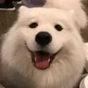 ginko_beloba