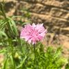 tora_916