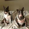 bullterrier64