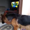 soparafasdepets