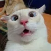 FunnyCats