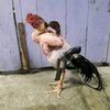ayam_mengembek