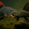 ikan1234567891