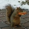 squirrels_with_pizza