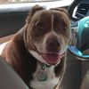 milodoggo