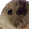 malwinazasada8