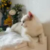 meo_me_da