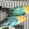 basimpets