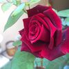 user5zozo
