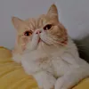 azzumi3