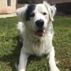 my_good_boy