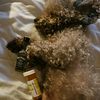 lily.canna420