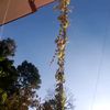 paru_gurung77