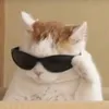 moh_d71