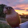 cocobiird