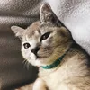 meoconcon