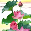 19932020.ngoc