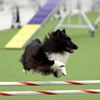 kinetic.shelties