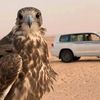 mohamed02818