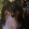 the_mf_kyllingen