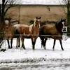 mes_petits_monstres