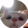 rickievanwie
