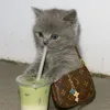oatmilkicedlatte222