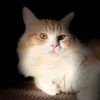 levikitty22