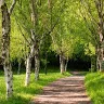 forest39