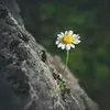 haihanh9394