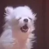 pmggdgt