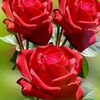 _fati75