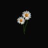 marwa.khalid4