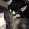 katakrjj