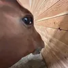 soylatarada
