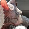 myfurryfriendscattery