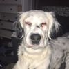 smellyferret123