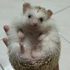 Puifai04