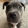 staff_louie