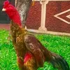 user1517543424561