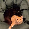 its_mittens