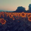 amelielegeay13