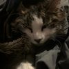 nappingotters