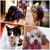mis_mascotas05